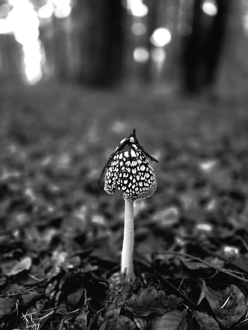 Ostatni strażnik jesieni