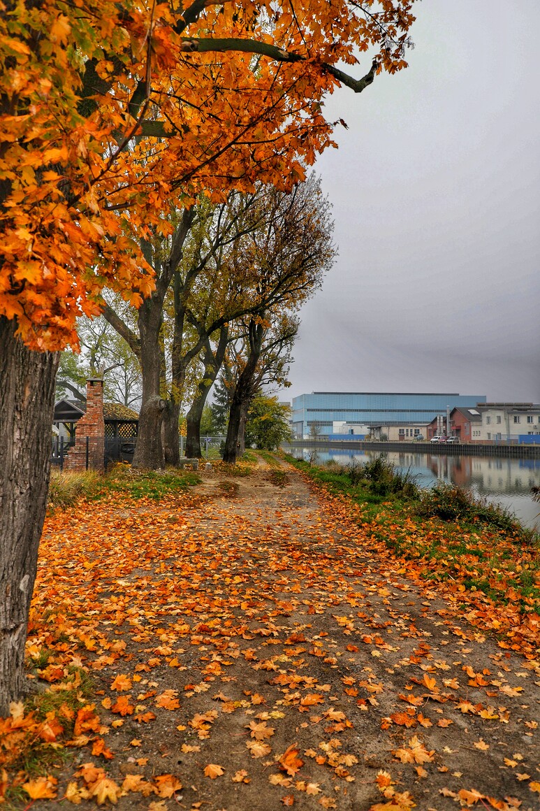 złoto nad rzeką Elbląg