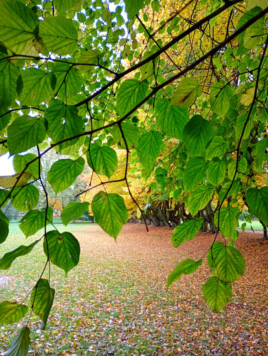 jeszcze zielono w Parku Kajki