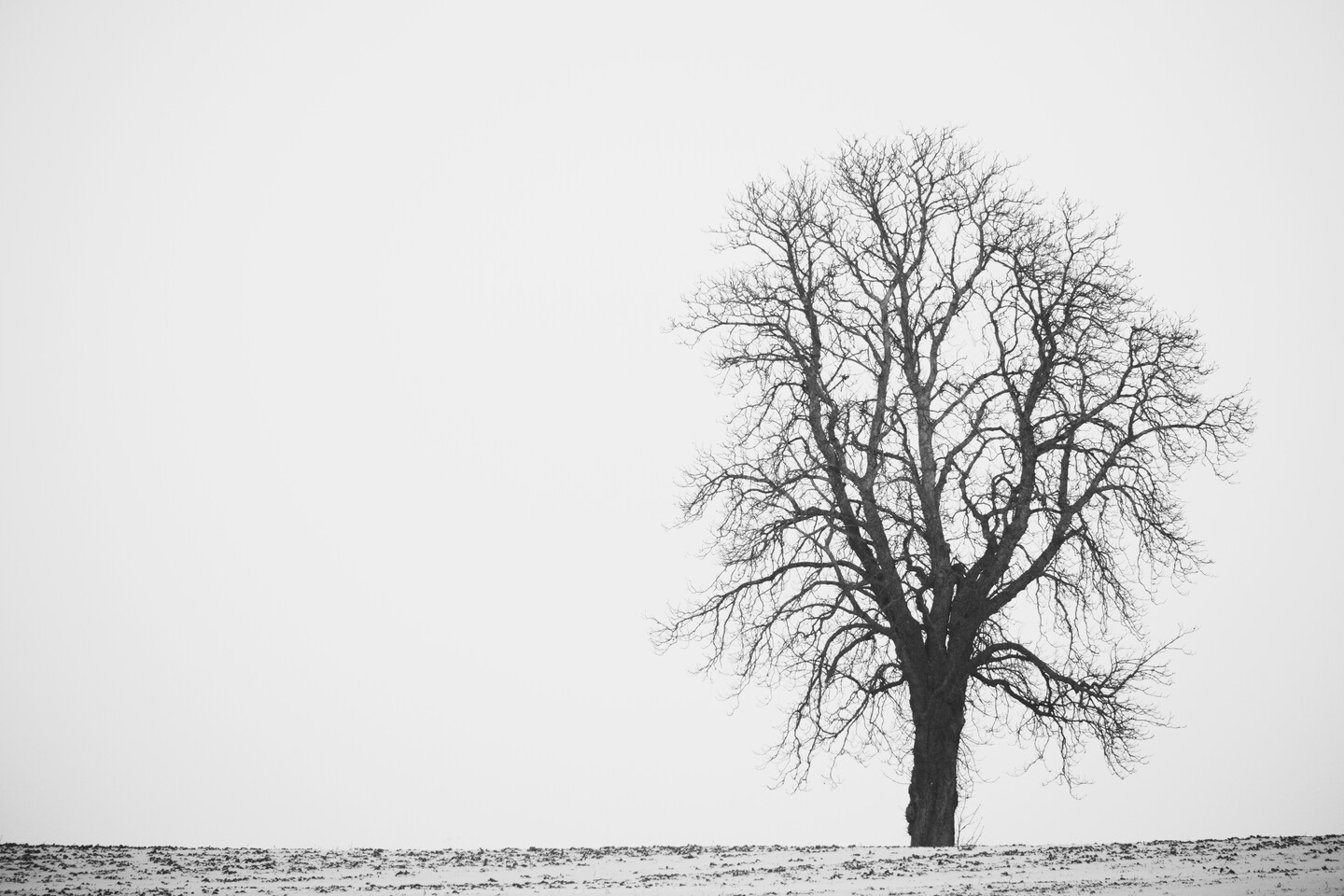 Samotne drzewo