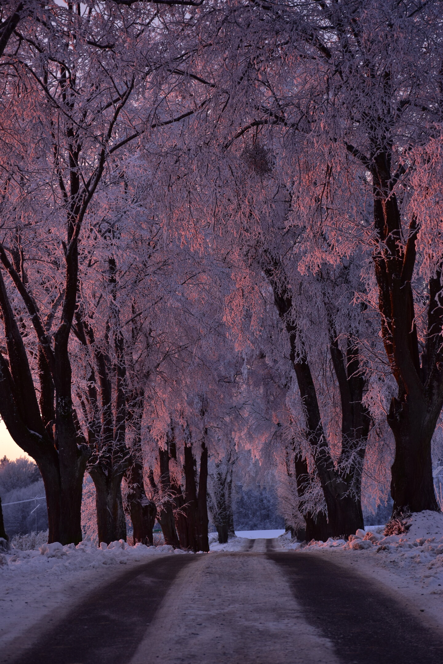 Aleja cichnącego światła.