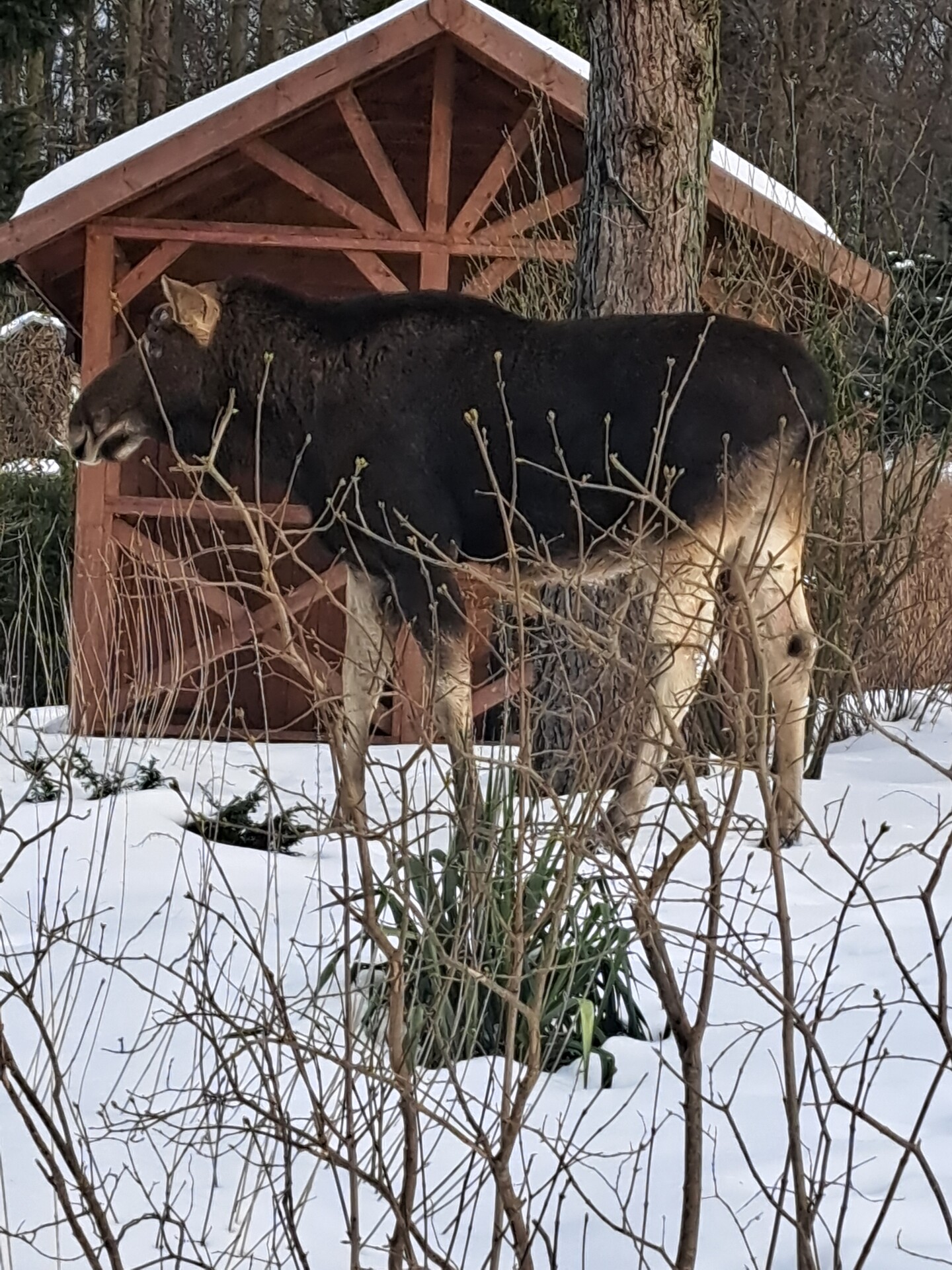 Łosoś w Bażantarnii