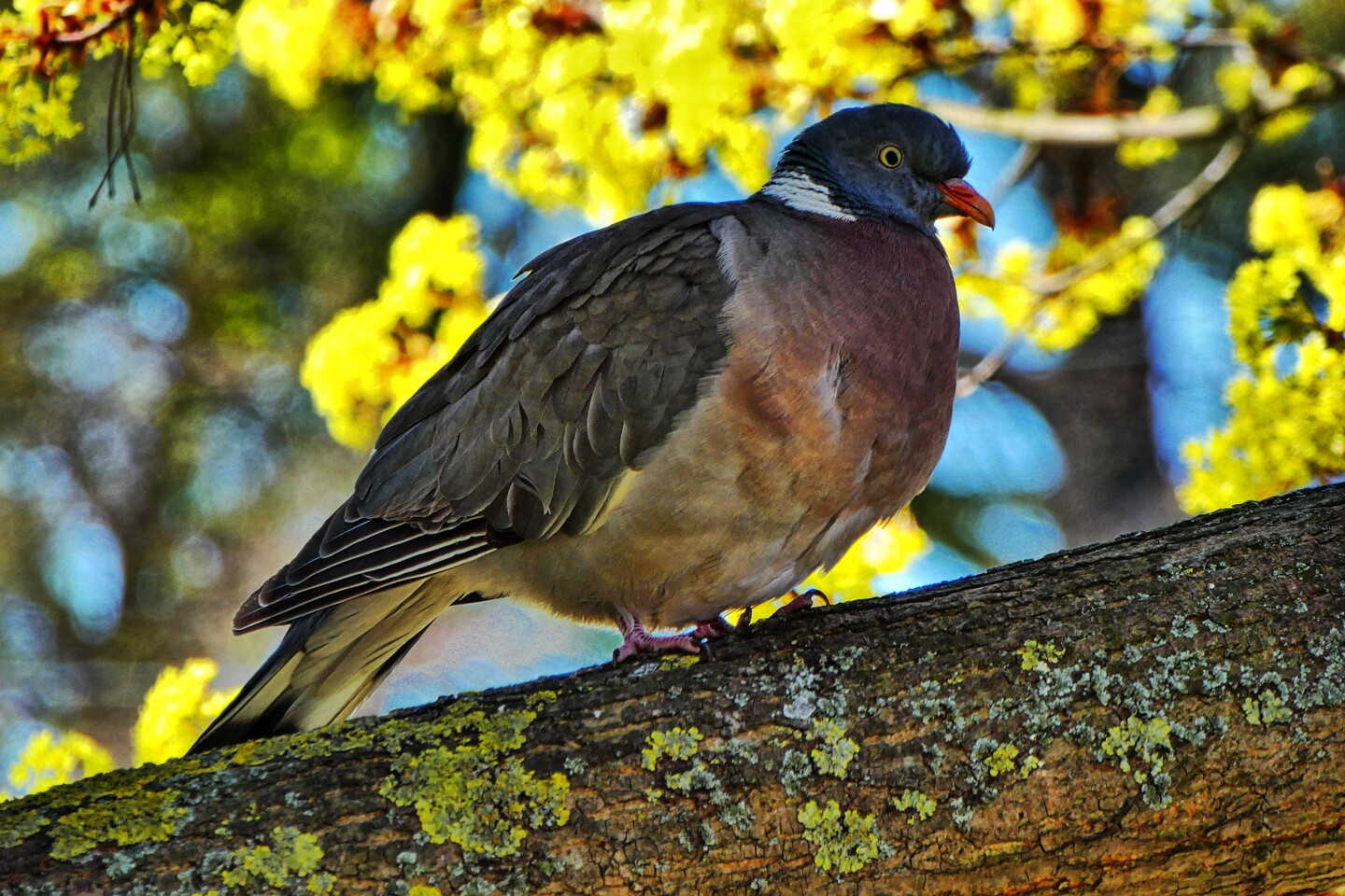 Generała Józefa Bema obok kościoła