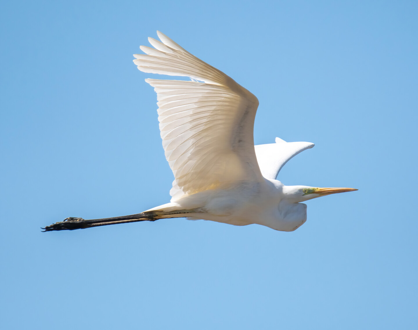 Czapla biała (Ardea alba)