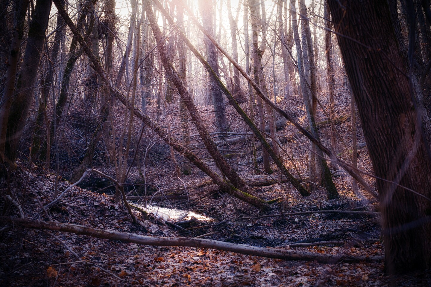 Przedwiośnie w Bażantarni
