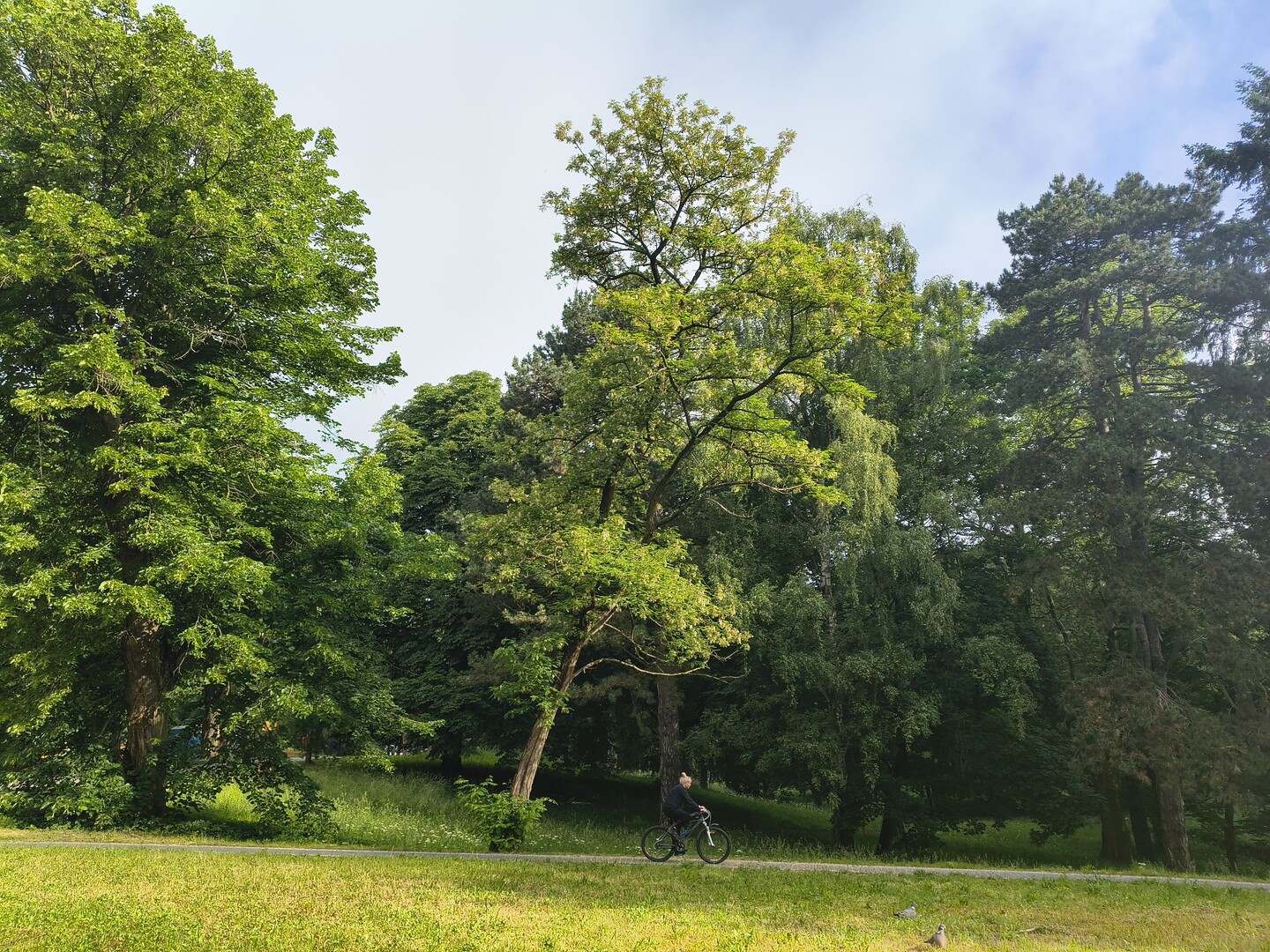 Park Modrzewia Moja Miłość