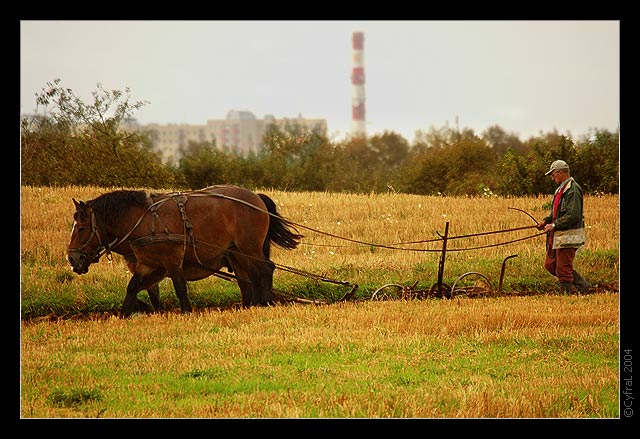 Miejska orka
Zdjęcie nagrodzone w konkursie październikowym (Październik 2004)