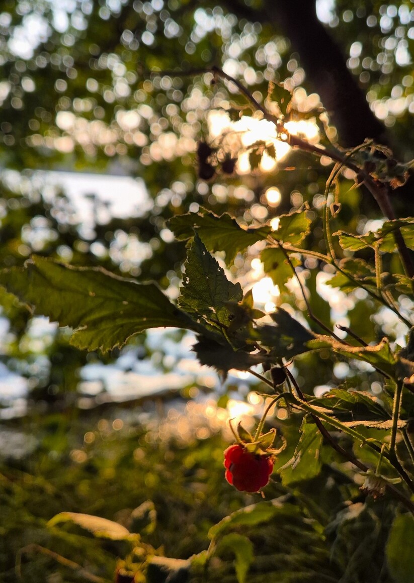 Golden hour by the lake