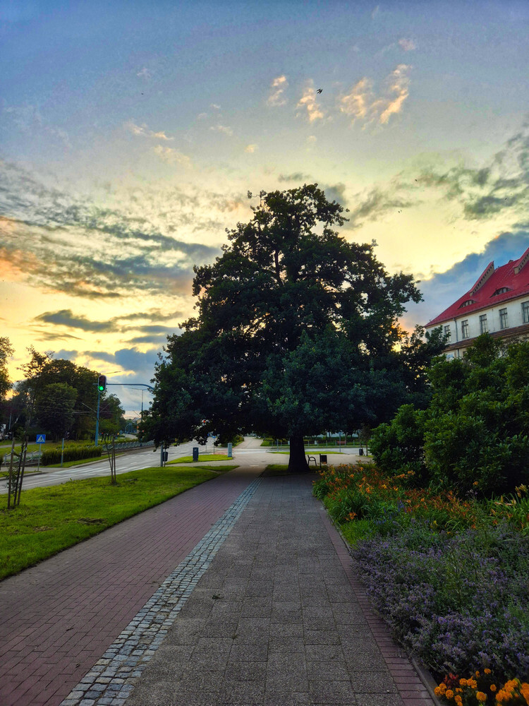 Dąb
