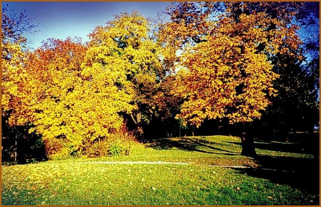 W żółtych płomieniach liści
(Park Traugutta)