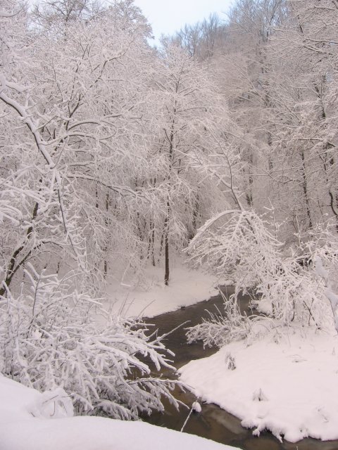 Bażantarnia zimą