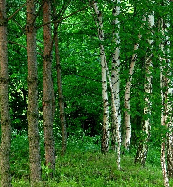  Starcie gatunków...
