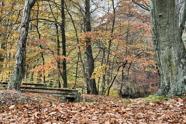 Bażantarnia - jesień 2007