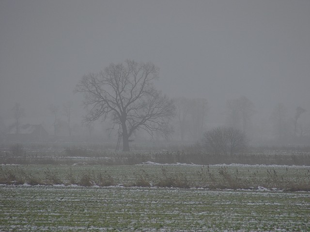 
Szarość