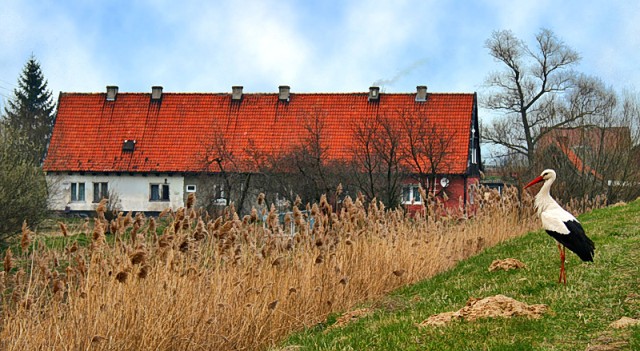 Znajome boćki co przycupneły na przyjaznej mazurskiej chacie, widzę bursztynowy świerząb, tańczący wśród fal burzanu ...