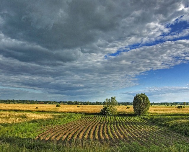 Będą kartofelki...