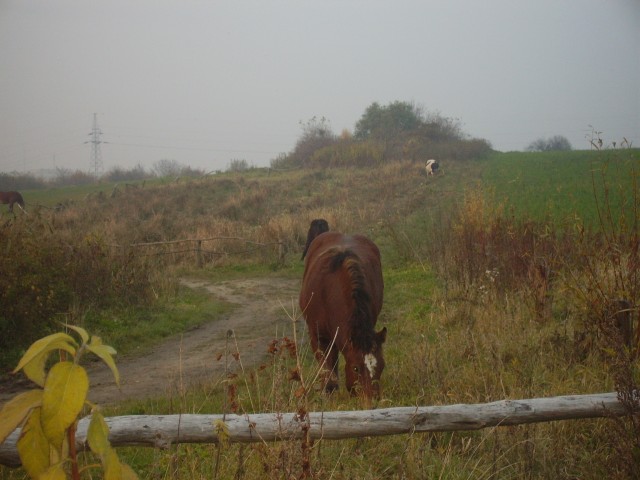 W drodze do bażantarni