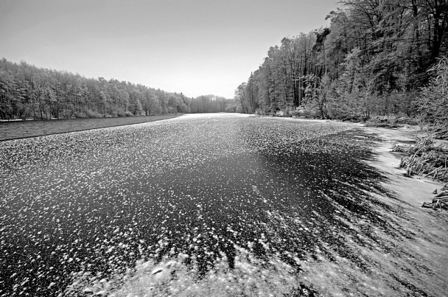 Drugi milion śnieżnych stokrotek.