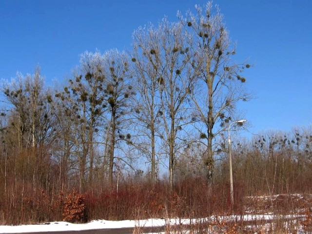 Poranek nad Elblągiem