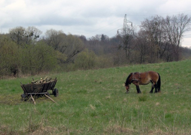 A na łące wciąż XX wiek...
(przy Bażantarni)