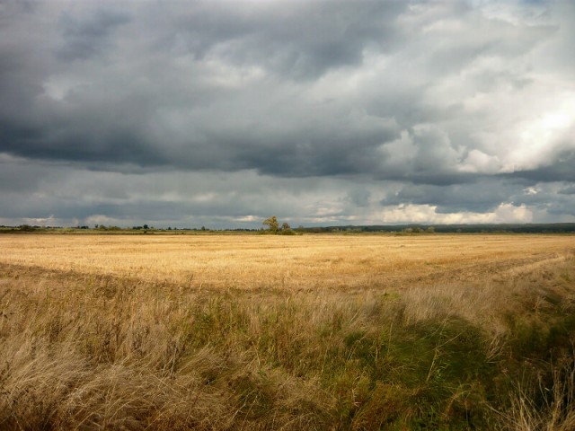 Żuławy jesienne.