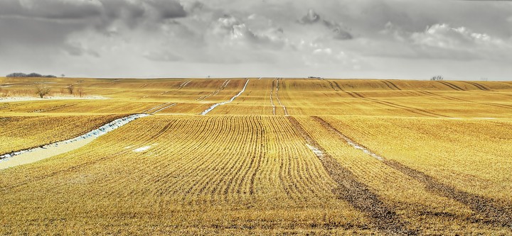 "GoldenField" - pola ozimin po zimowej drzemce - okolice Bągartu.