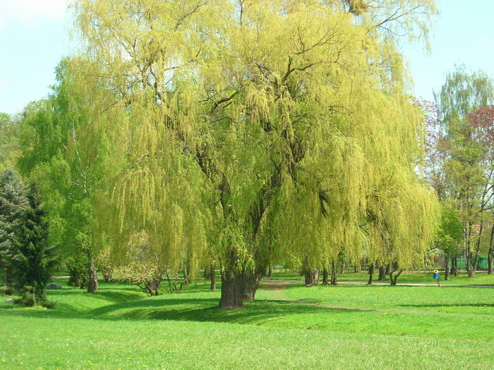 SAMOTNA w PARKU KAJKI