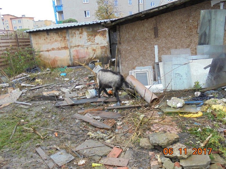 Elbląg, Kozy znalazły nowy dom