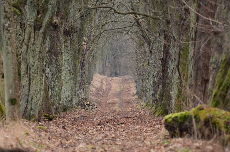 Elbląg, Aleja kasztanowców