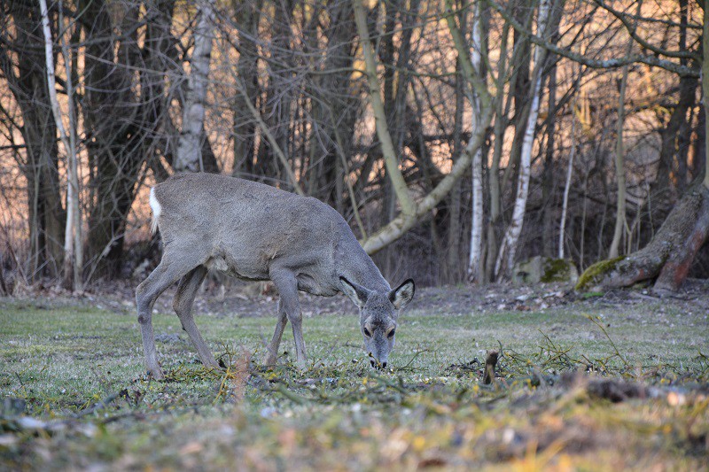 Elbląg, Zima to trudny okres dla dzikich zwierząt