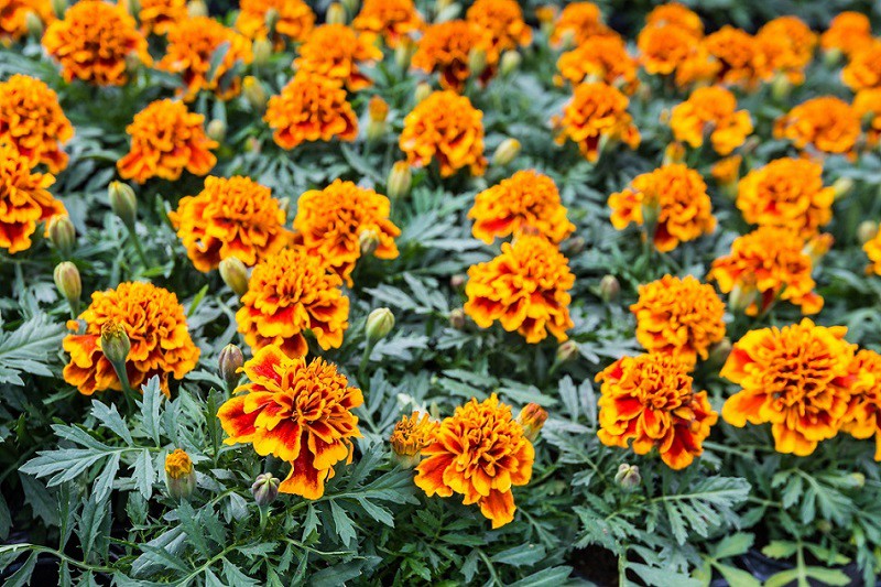 Kwiaty na balkon, jakie wybrać?