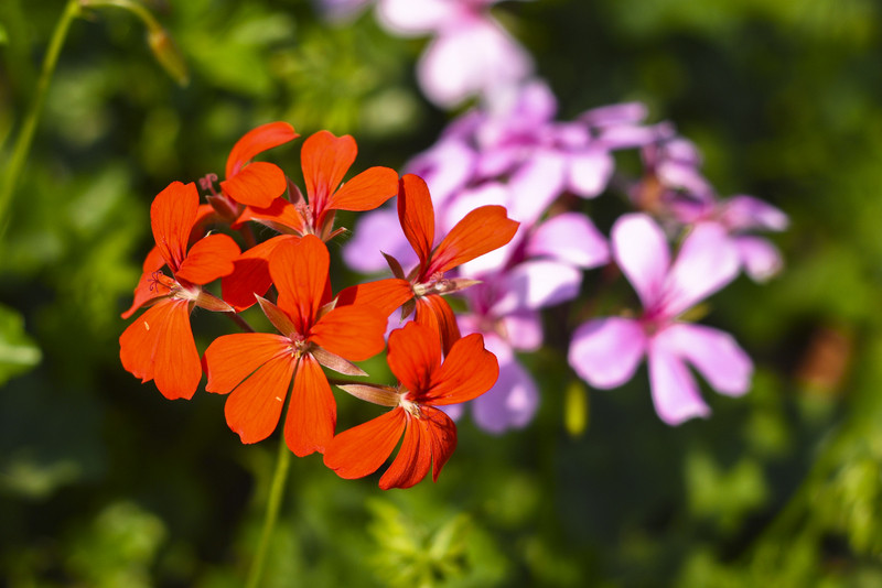 Pelargonie to klasyka, która nigdy nie wychodzi z mody
