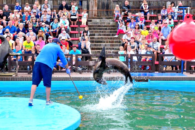 Foki, pokazy i zabawa na całego!