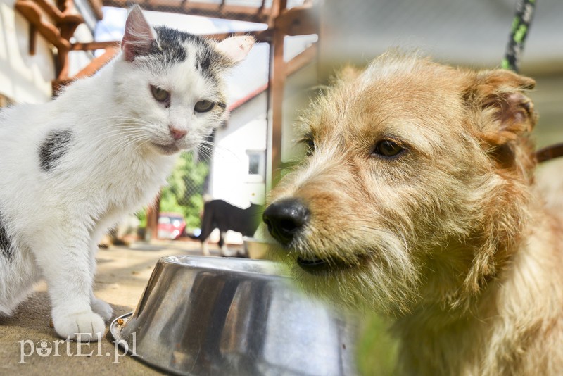 Elbląg, Klops (po prawej) i Lenka