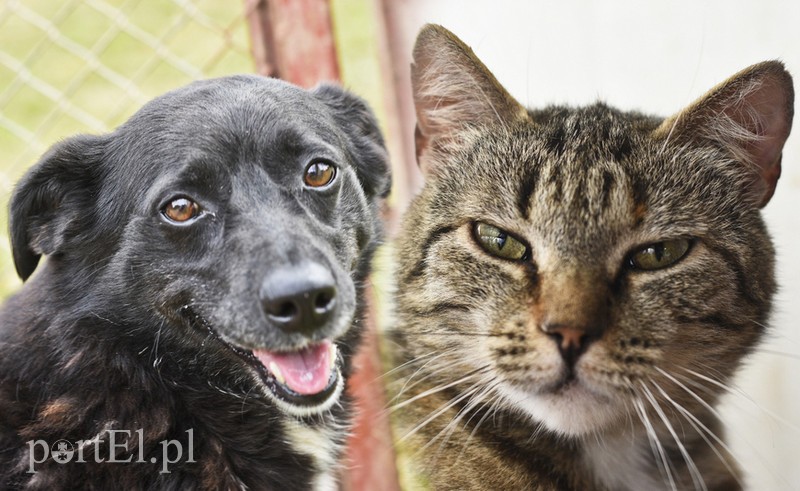 Elbląg, Panterka (po lewej) i Mania