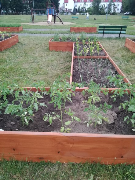 Elbląg, Grządki z warzywami powstały na skwerze między ul. Żeromskiego i Mickiewicza Elbląg, Grządki z warzywami powstały na skwerze między ul. Żeromskiego i Mickiewicza