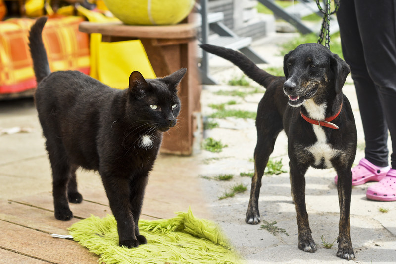 Elbląg, Nela (po prawej) i Robot