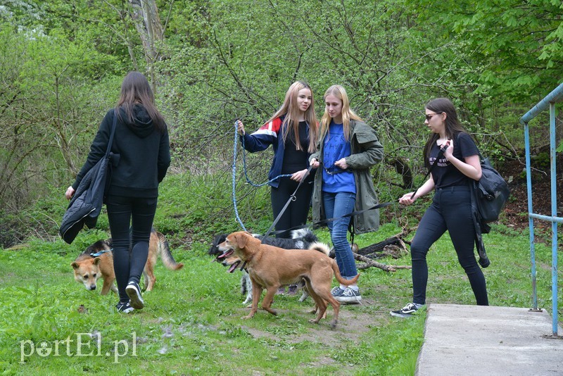 Elbląg, Bieg na Sześć Łap już w sobotę