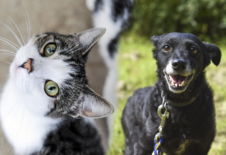 Elbląg, Błyskawica (po lewej) i Punia