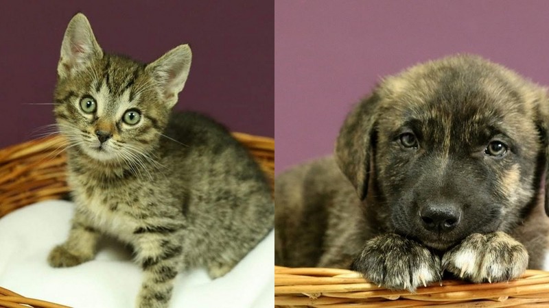 Elbląg, Na zdjęciu Kleofas (po lewej) oraz Cyklon