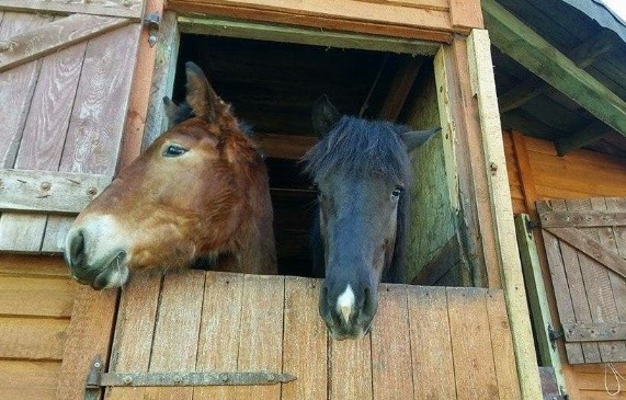 Elbląg, Remont w azylu potrzebny od zaraz Elbląg, Remont w azylu potrzebny od zaraz