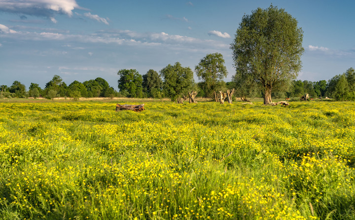 Elbląg, Żuławy