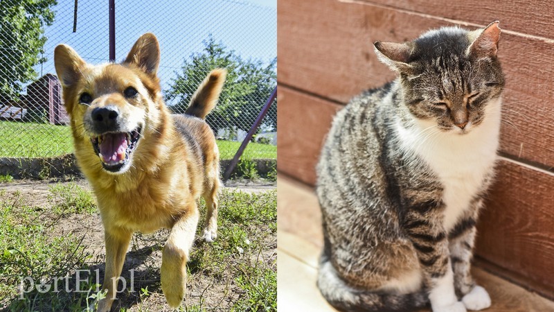 Elbląg, Hyzio (po lewej) i Winna