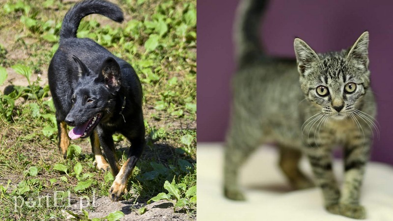 Elbląg, Cyga (po lewej) i Klara