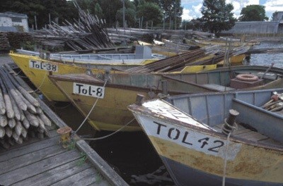 Elbląg, Kto truje koty w Tolkmicku? Elbląg, Kto truje koty w Tolkmicku?