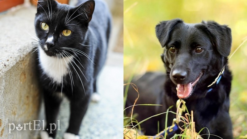 Elbląg, Kurek (po lewej) i Frania