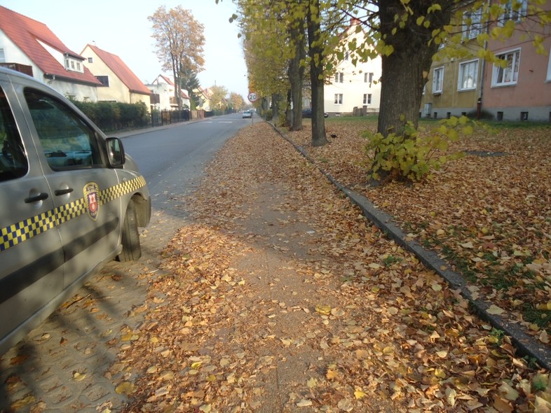 Elbląg, Co zrobić z jesiennymi liśćmi?
