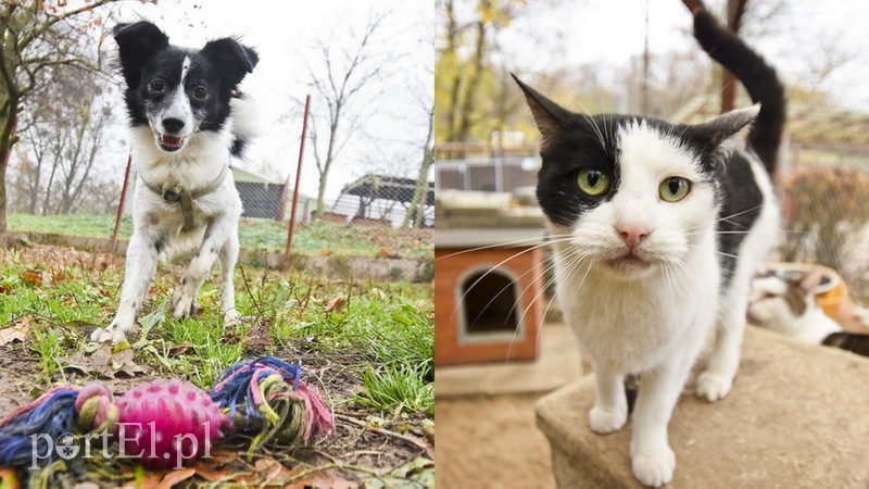 Elbląg, Skipi (po lewej) i Arkadia Elbląg, Skipi (po lewej) i Arkadia