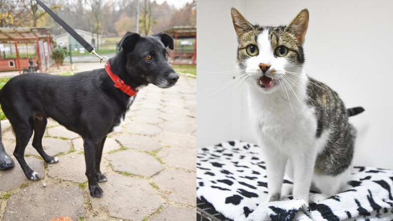 Elbląg, Sara (po lewej) i Natali Elbląg, Sara (po lewej) i Natali