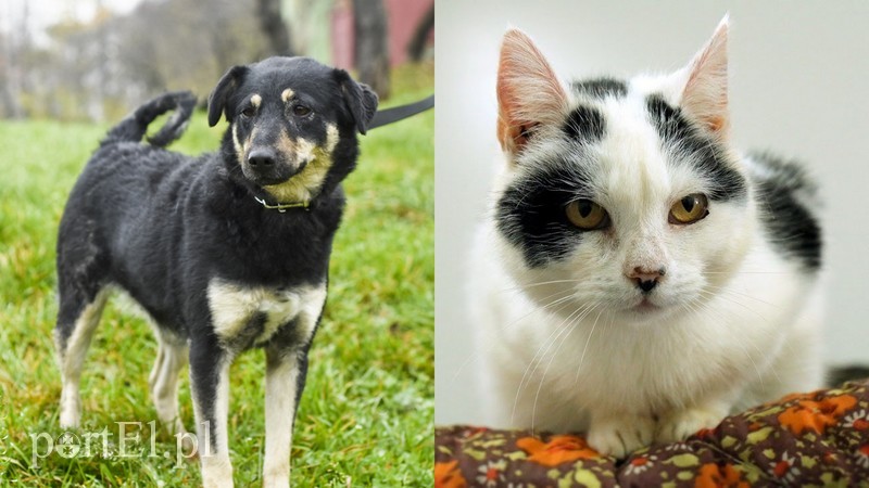 Elbląg, Pestka (po lewej) i Akacja Elbląg, Pestka (po lewej) i Akacja